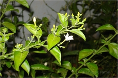 Jasminum roxburghianum